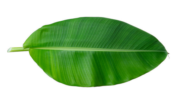 Banana Leaves
