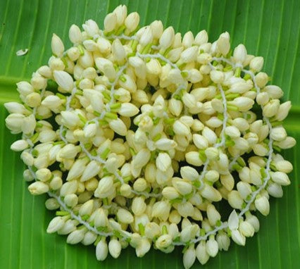 Jasmine String