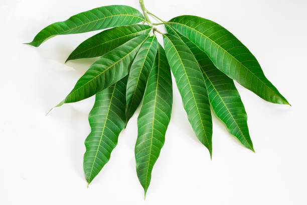 Mango Leaves Pack of 10