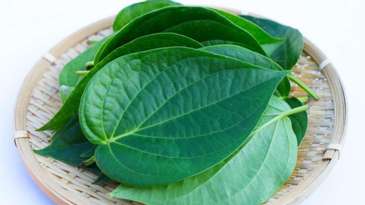 Betel / Paan Leaves Pack of 5
